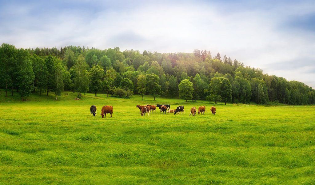 Galician cows fields